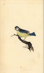 Blåmeis, Cyanistes caeruleus. Håndfarget kobberplate tegnet og gravert av Edward Donovan fra hans egen "Natural History of British Birds," London