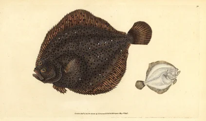 Brill eller perle, Scophthalmus rhombus (Pleuronectes rhombus). Håndfarget kobberplate tegnet og gravert av Edward Donovan fra hans Natural History of British Fishes, Donovan og F.C. og J. Rivington, London