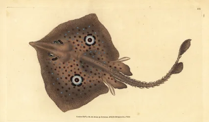 Brun skøyte eller speilstråle, Raja miraletus. Håndfarget kobberplate tegnet og gravert av Edward Donovan fra hans Natural History of British Fishes, Donovan og F.C. og J. Rivington, London