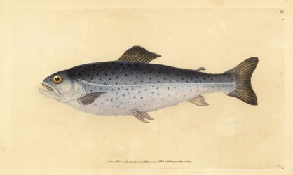 Ørret, Salmo trutta (Sewen, Salmo cambricus). Håndfarget kobberplate tegnet og gravert av Edward Donovan fra hans Natural History of British Fishes, Donovan og F.C. og J. Rivington, London