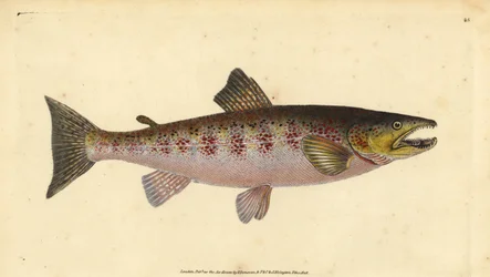 Ørret, Salmo trutta fario (Trout, Salmo fario). Håndfarget kobberplate tegnet og gravert av Edward Donovan fra hans Natural History of British Fishes, Donovan og F.C. og J. Rivington, London