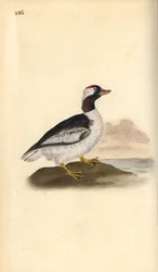 Bufflehead, Bucephala albeola. Håndfarget kobberplate tegnet og gravert av Edward Donovan fra hans egen "Natural History of British Birds," London