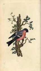 Bullfinch, Pyrrhula pyrrhula. Håndfarget kobberplate tegnet og gravert av Edward Donovan fra hans egen "Natural History of British Birds," London