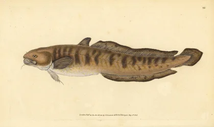 Burbot, Lota lota (Gadus lota). Håndfarget kobberplate tegnet og gravert av Edward Donovan fra hans Natural History of British Fishes, Donovan og F.C. og J. Rivington, London