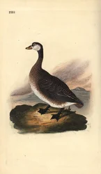 Kanadagås, Branta canadensis. Håndfarget kobberplate tegnet og gravert av Edward Donovan fra hans egen "Natural History of British Birds," London