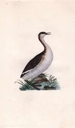 Castagny lappedykker. Tachybaptus ruficollis (Podiceps nigricans). Kobberstikk av Edward Donovan (1768-1837), publisert i Natural History of British Birds, London