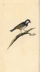 Kull det, Periparus ater. Håndfarget kobberplate tegnet og gravert av Edward Donovan fra hans egen "Natural History of British Birds," London
