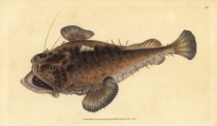 Vanlig stangfisk, Lophius piscatorius. Håndfarget kobberplate tegnet og gravert av Edward Donovan fra hans Natural History of British Fishes, Donovan og F.C. og J. Rivington, London