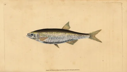 Vanlig dyster, Alburnus alburnus (Cyprinus alburnus). Håndfarget kobberplate tegnet og gravert av Edward Donovan fra hans Natural History of British Fishes, Donovan og F.C. og J. Rivington, London