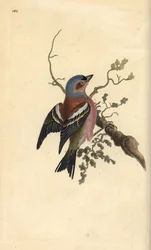 Vanlig bokfink, Fringilla coelebs. Håndfarget kobberplate tegnet og gravert av Edward Donovan fra hans egen "Natural History of British Birds," London