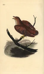 Vanlig gjøk (ung), Cuculus canorus. Håndfarget kobberplate tegnet og gravert av Edward Donovan fra hans egen "Natural History of British Birds," London