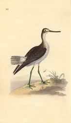 Vanlig grønnsak, Tringa-nebularia. Håndfarget kobberplate tegnet og gravert av Edward Donovan fra hans egen "Natural History of British Birds," London