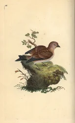 Vanlig grå linnet, Carduelis cannabina. Håndfarget kobberplate tegnet og gravert av Edward Donovan fra hans egen "Natural History of British Birds," London