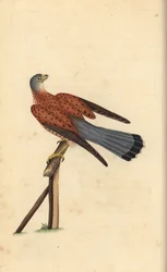 Vanlig tårnfalk, Falco tinnunculus. Håndfarget kobberplate tegnet og gravert av Edward Donovan fra hans egen "Natural History of British Birds," London