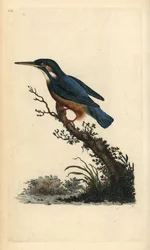Vanlig isfugl, Alcedo atthis. Håndfarget kobberplate tegnet og gravert av Edward Donovan fra hans egen "Natural History of British Birds," London
