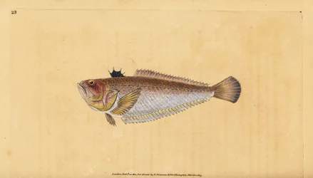 Vanlig eller storsvit, Trachinus draco. Håndfarget kobberplate tegnet og gravert av Edward Donovan fra hans Natural History of British Fishes, Donovan og F.C. og J. Rivington, London
