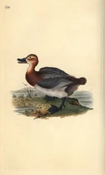 Vanlig pochard eller rødhodet piker, Aythra ferina (hun). Håndfarget kobberplate tegnet og gravert av Edward Donovan fra hans egen "Natural History of British Birds," London