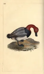 Vanlig pochard eller rødhodet piker, Aythra ferina (hann). Håndfarget kobberplate tegnet og gravert av Edward Donovan fra hans egen "Natural History of British Birds," London