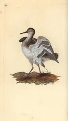 Vanlig sandpipe, Actitis hypoleucos. Håndfarget kobberplate tegnet og gravert av Edward Donovan fra hans egen "Natural History of British Birds," London