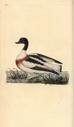 Shelduck, Tadorna tadorna. Håndfarget kobberplate tegnet og gravert av Edward Donovan fra hans egen "Natural History of British Birds," London