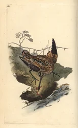 Vanlig snipe, Gallinago gallinago, fanger en orm. Håndfarget kobberplate tegnet og gravert av Edward Donovan fra hans egen "Natural History of British Birds," London
