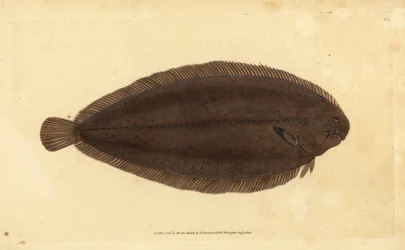 Vanlig såle eller Dover-såle, Solea solea (Pleuronectes solea). Håndfarget kobberplate tegnet og gravert av Edward Donovan fra hans Natural History of British Fishes, Donovan og F.C. og J. Rivington, London