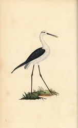 Vanlig stylte, Himantopus himantopus. Håndfarget kobberplate tegnet og gravert av Edward Donovan fra hans egen "Natural History of British Birds," London