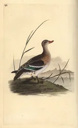 Vanlig krikkand, Anas crecca, hunn. Håndfarget kobberplate tegnet og gravert av Edward Donovan fra hans egen "Natural History of British Birds," London