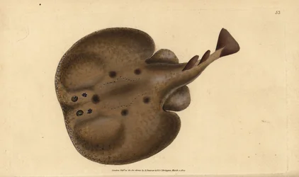 Vanlig torpedo eller elektrisk øyestråle, Raja-torpedo. Håndfarget kobberplate tegnet og gravert av Edward Donovan fra hans Natural History of British Fishes, Donovan og F.C. og J. Rivington, London