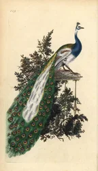 Crested påfugl, indisk eller blå påfugl, Pavo cristatus. Håndfarget kobberplate tegnet og gravert av Edward Donovan fra hans egen "Natural History of British Birds," London