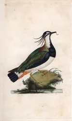 Cuppa vippe. Vanellus vanellus (Tringa vanellus). Kobberstikk av Edward Donovan (1768-1837), publisert i Natural History of British Birds, London