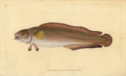 Cusk eller brosme, Brosme brosme (Brosme eller Scotch torsk, Gadus brosme). Håndfarget kobberplate tegnet og gravert av Edward Donovan fra hans Natural History of British Fishes, Donovan og F.C. og J. Rivington, London
