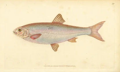 Dace, Leuciscus leuciscus (Cyprinus leuciscus). Håndfarget kobberplate tegnet og gravert av Edward Donovan fra hans Natural History of British Fishes, Donovan og F.C. og J. Rivington, London