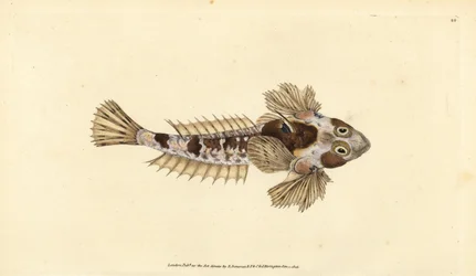 Dragonet, Callionymus lyra (Sordid dragonet, Callionymus dracunculus). Håndfarget kobberplate tegnet og gravert av Edward Donovan fra hans Natural History of British Fishes, Donovan og F.C. og J. Rivington, London