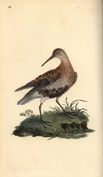 Dunlin, Calidris alpina. Håndfarget kobberplate tegnet og gravert av Edward Donovan fra hans egen "Natural History of British Birds," London