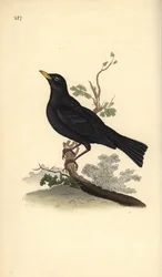 Svarttrost, Turdus merula. Håndkolorert kobberstikk tegnet og gravert av Edward Donovan fra hans egen «Naturhistorie over britiske fugler», London