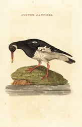 Eurasisk østerssnapp, Haematopus ostralegus