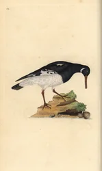 Eurasisk østerssnapp, Haematopus ostralegus. Håndfarget kobberplate tegnet og gravert av Edward Donovan fra hans egen "Natural History of British Birds," London