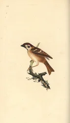 Eurasisk trespurv, Plier montanus. Håndfarget kobberplate tegnet og gravert av Edward Donovan fra hans egen "Natural History of British Birds," London