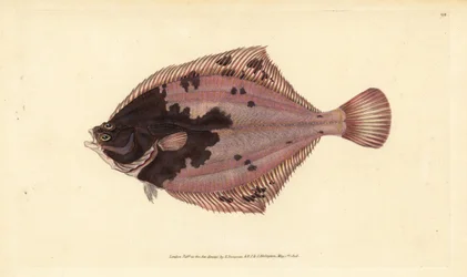 Europeisk flyndre, Platichthys flesus (flyndre, Pleuronectes flesus). Håndfarget kobberplate tegnet og gravert av Edward Donovan fra hans Natural History of British Fishes, Donovan og F.C. og J. Rivington, London