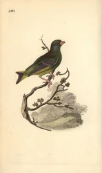 Europeisk grønnfink, Carduelis chloris. Håndfarget kobberplate tegnet og gravert av Edward Donovan fra hans egen "Natural History of British Birds," London