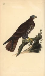 Europeisk honningorv, Pernis apivorus. Håndfarget kobberplate tegnet og gravert av Edward Donovan fra hans egen "Natural History of British Birds," London
