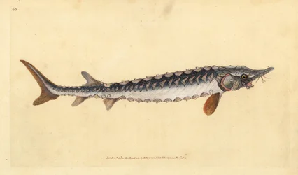 Europeisk eller vanlig stør. Kritisk truet. Håndfarget kobberplate tegnet og gravert av Edward Donovan fra hans Natural History of British Fishes, Donovan og F.C. og J. Rivington, London