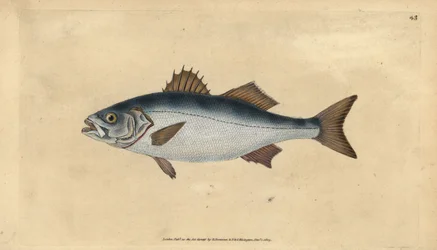Europeisk havabbor, Dicentrarchus labrax (Basse, Perca labrax). Håndfarget kobberplate tegnet og gravert av Edward Donovan fra hans Natural History of British Fishes, Donovan og F.C. og J. Rivington, London