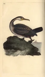 Toppskarv, Phalacrocorax aristotelis. Håndkolorert kobberstikk tegnet og gravert av Edward Donovan fra hans egen bok «Natural History of British Birds», London