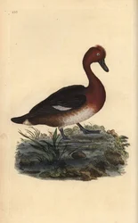 Jernholdig and, Aythya nyroca. Håndfarget kobberplate tegnet og gravert av Edward Donovan fra hans egen "Natural History of British Birds" (1794-1819). Edward Donovan (1768–1837) var en anglo-irsk amatørzoolog, forfatter, kunstner og gravør. Han wro