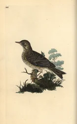 Åkerlerke, Alauda minor (eller Trepipepipe, Anthus trivialis?). Håndfarget kobberplate tegnet og gravert av Edward Donovan fra hans egen "Natural History of British Birds," London