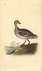 Gadwall (kvinne), Anas strepera. Håndfarget kobberplate tegnet og gravert av Edward Donovan fra hans egen "Natural History of British Birds," London