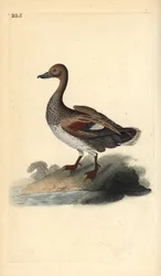 Gadwall (hann), Anas strepera. Håndfarget kobberplate tegnet og gravert av Edward Donovan fra hans egen "Natural History of British Birds," London