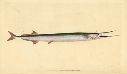 Garfish eller havnål, Belone belone (Sjøgjedde eller gar-fish, Esox belone). Håndfarget kobberplate tegnet og gravert av Edward Donovan fra hans Natural History of British Fishes, Donovan og F.C. og J. Rivington, London